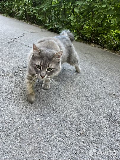 Найден котик