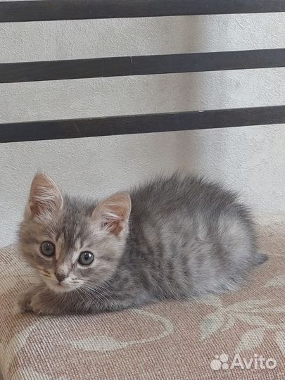 Котенок Том в добрые руки