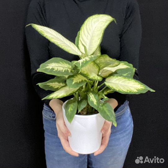 Диффенбахия Камилла 12/40 Dieffenbachia Camilla