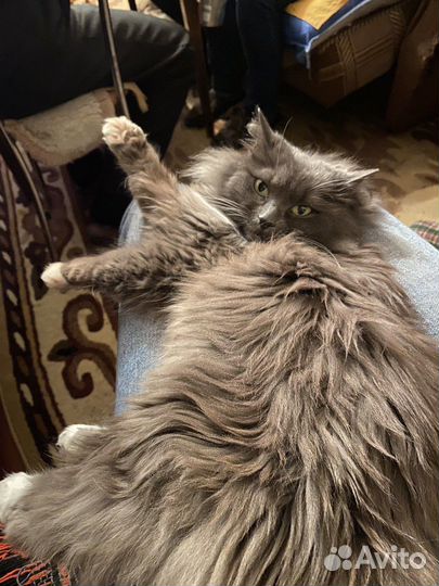 Кошка бобтейл