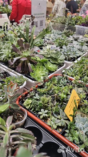 Продажа комнатных цветов