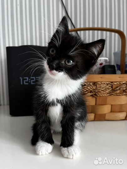 Отдам котят 2 мальчика