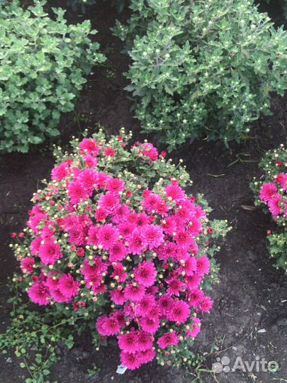 Хризантемы мультифлора