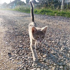 Кошки в добрые руки бесплатно