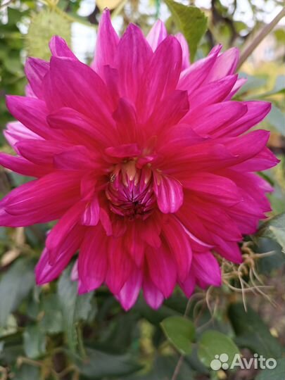 Корни георгин