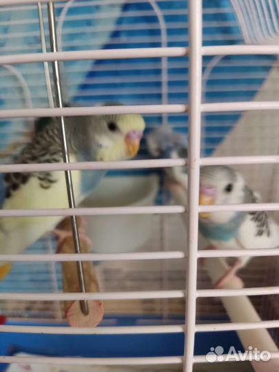 Волнистый попугай