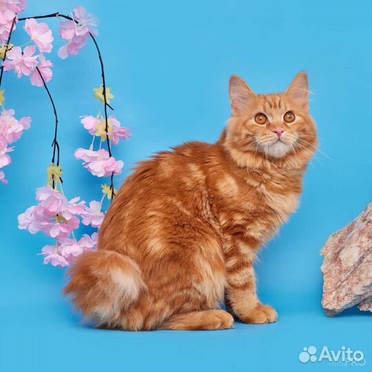Куцехвостое счастье