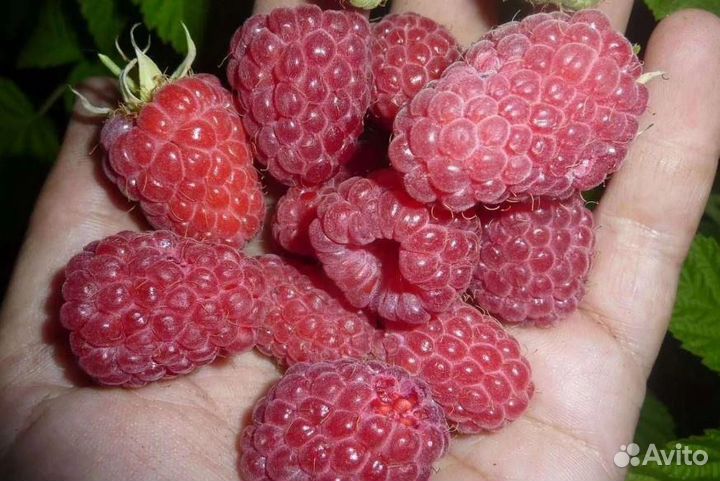 Саженцы малины