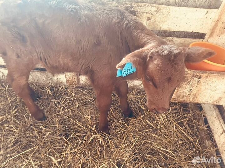 Телята шустрые бычки и телки