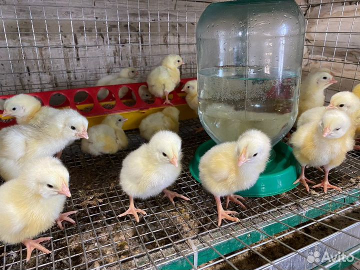 Цыплята Бройлеры