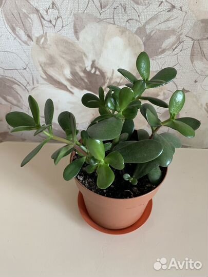 Денежное дерево, филодендрон