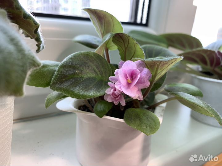 Фиалки стартеры цветущие