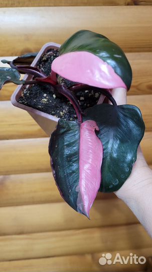 Филодендрон розовая принцесса
