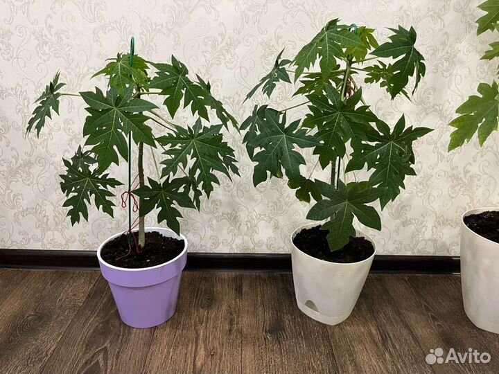 Папайя плодоносящая, экзотическое растение