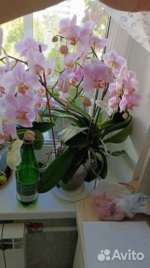 Орхидея фото продаваемого растения