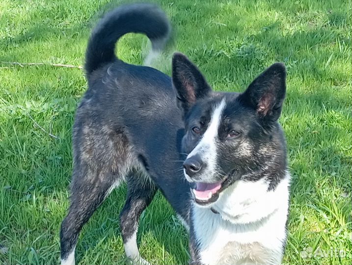 Щенок бордер -колли