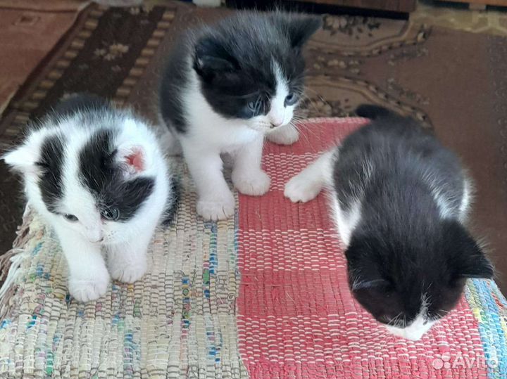 Красивые котята. Два котика и кошечка