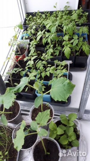 Биогумус на основе перепелиного помета и торфа