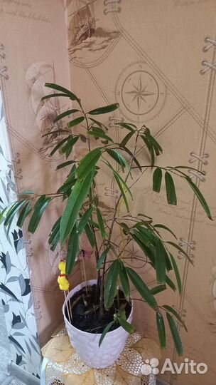 Излишки Комнатных цветов