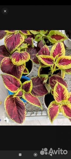 Колеусы сортовые