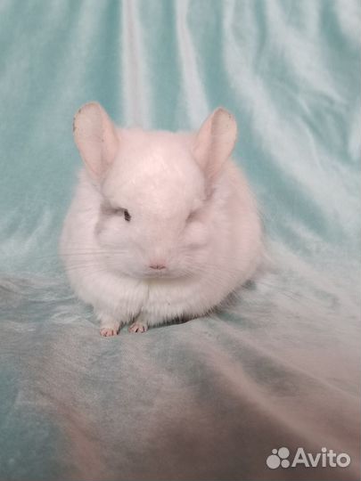 Шиншилла ангора