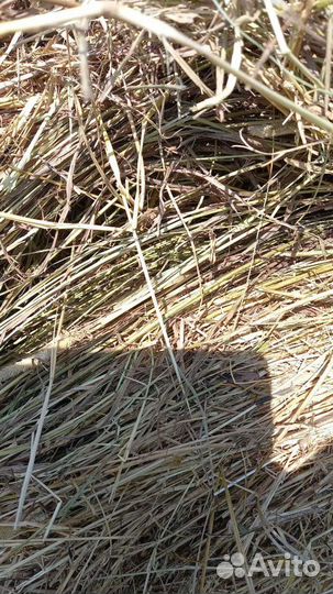Сено солома