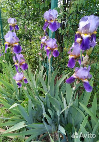 Ирисы бородатые