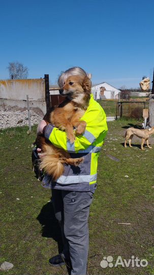 Собака в добрые руки