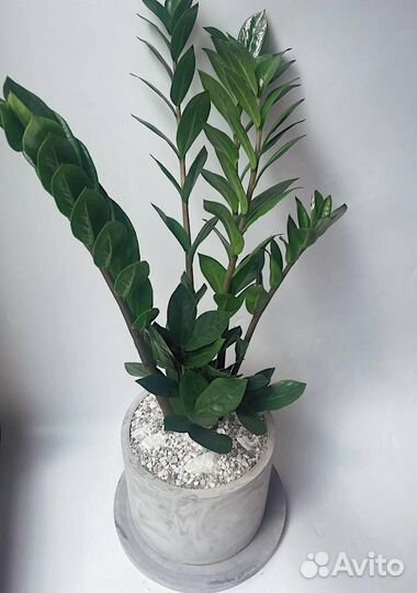 Замиокулькас