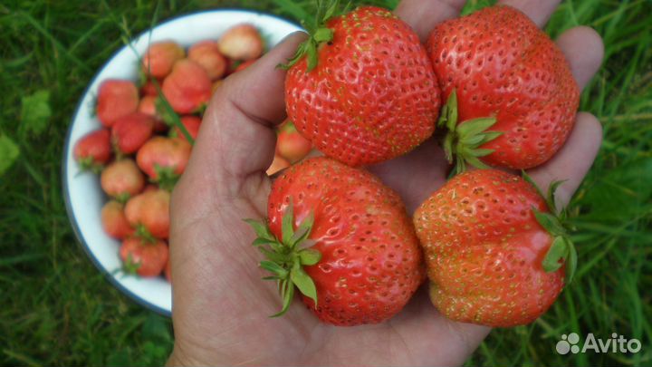 Клубника Ананасная рассада