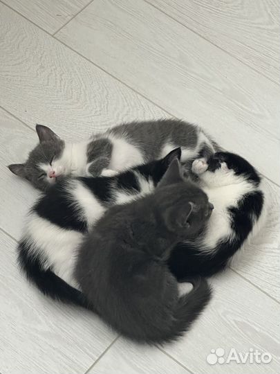 Кошка в дар бесплатно