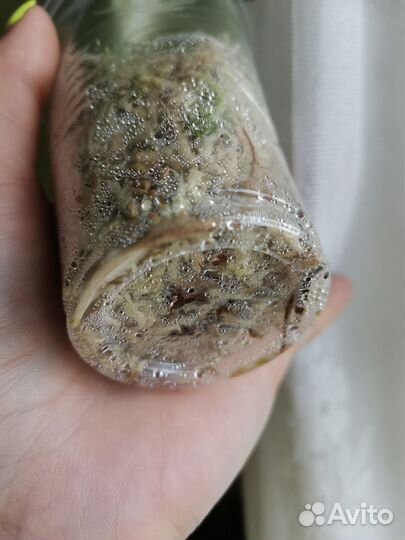 Эпипремнум хеппи лиф, филодендрон миканс