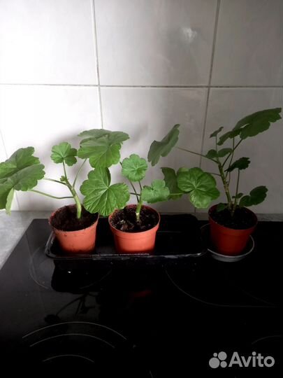 Пеларгония герань. Укорененные черенки