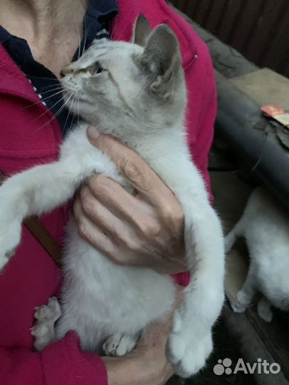 Кошка в дар