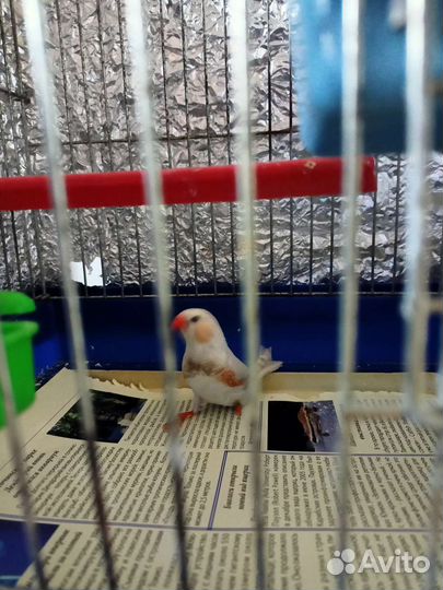 Зебровые амадины