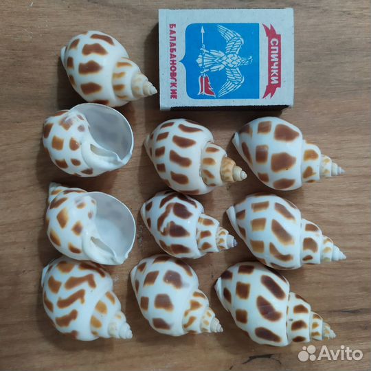 Ракушка - бабилония.набор для творчетва