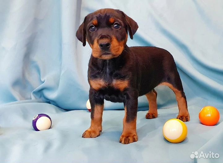 Щенок пинчер