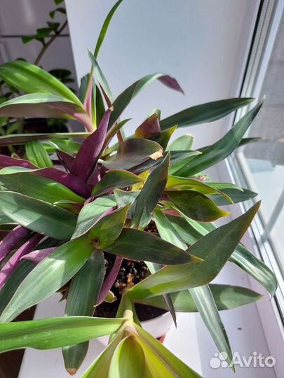 Традесканция рео