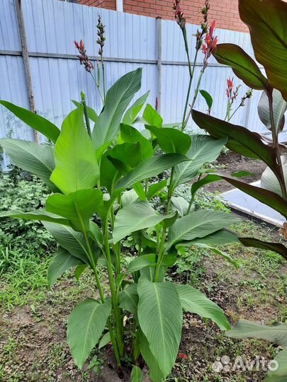 Канны 10 видов