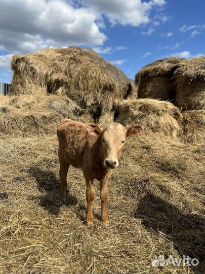 Продам телочку