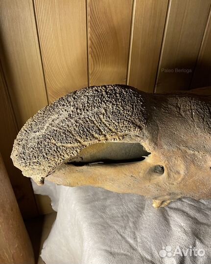 Череп шерстистого Н-О-С-О-Р-О-Г-А