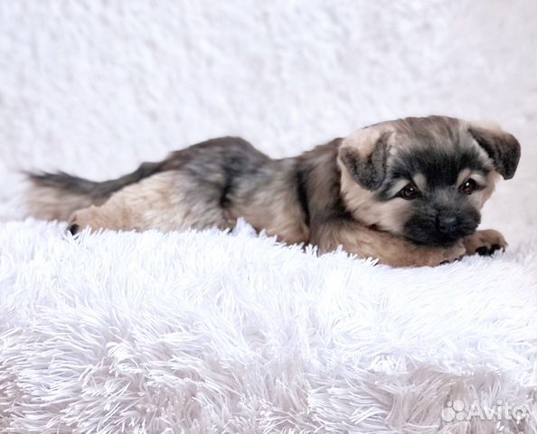 Реалистичный щенок