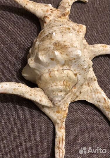 Ракушка морская, редкая