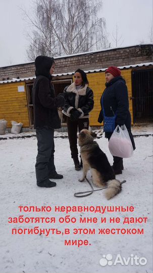 Восточноевропейская овчарка