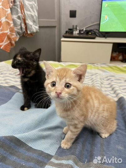 Котята