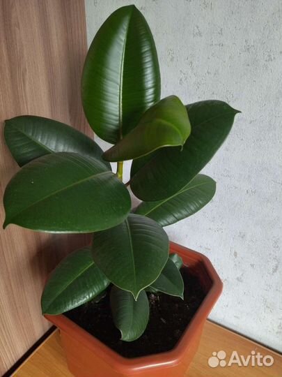 Фикус робуста