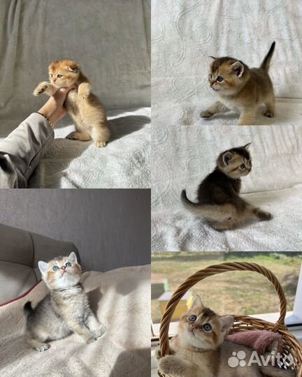 Шотландские котята