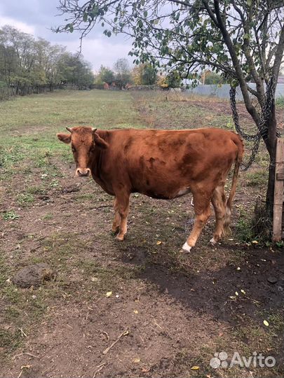 Телки стельные