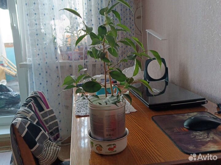 Фикус бенджамина