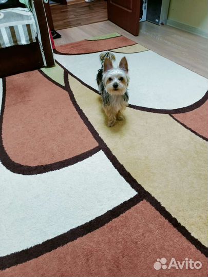 Йоркширский терьер